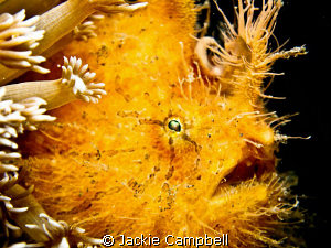 The guilty look :)
Painted frogfish in Lembeh. Canon S90... by Jackie Campbell 